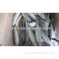 scomber japonicus mackerel fish